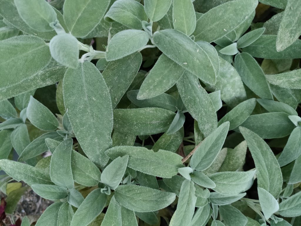 Dettaglio delle foglie opposte, oblungo-ovate, di una pianta di Salvia officinalis.