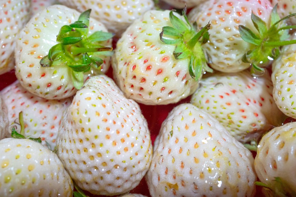 Varietà di fragole