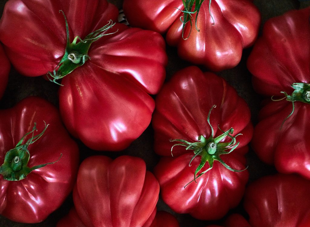 Pomodori cuore di bue maturi in piena estate 