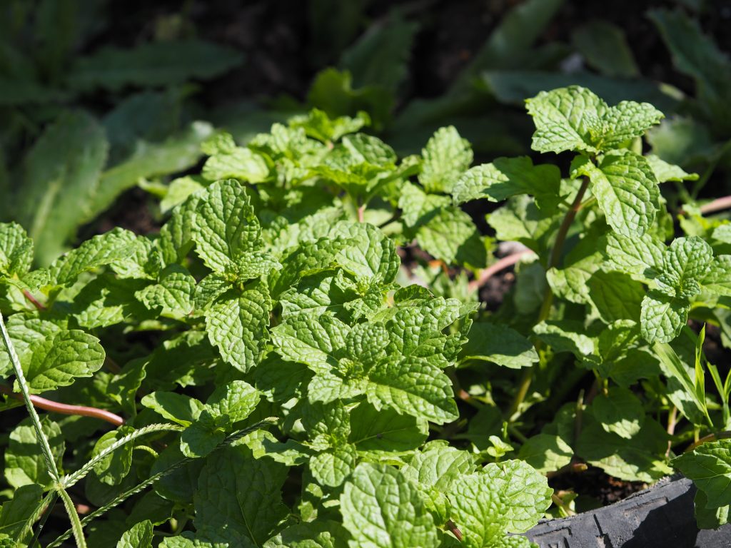 Come ottenere una menta in vaso sana e aromaticamente intensa.
