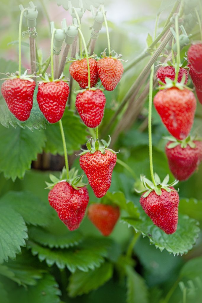 Come coltivare fragole sul balcone 
