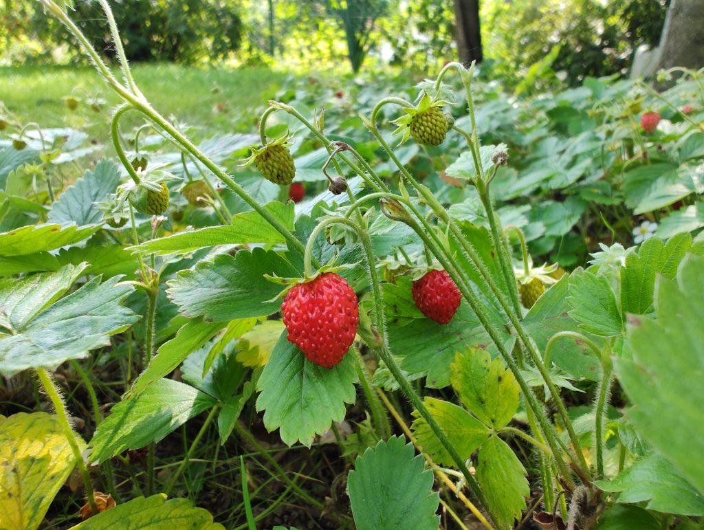 Fragole 
