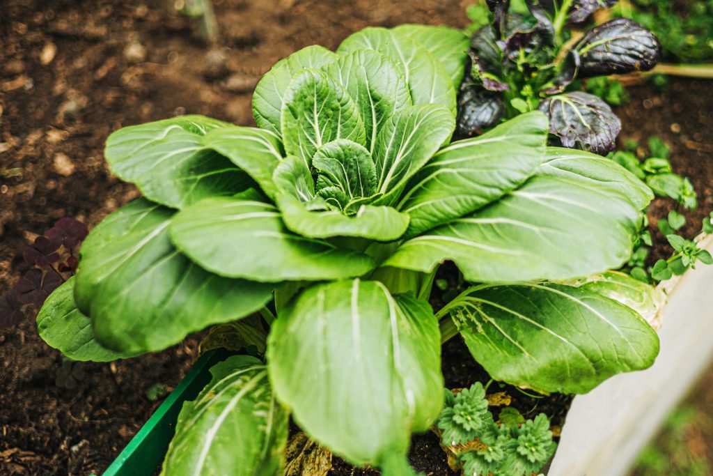 Cavolo cinese Pak Choi Bok Choy: coltivazione