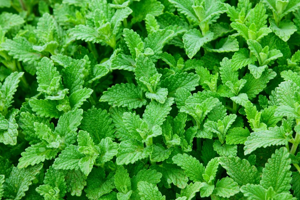 Mentha longifolia o Menta x piperita citrata ‘Bergamotto’: come coltivare in vaso sul balcone 