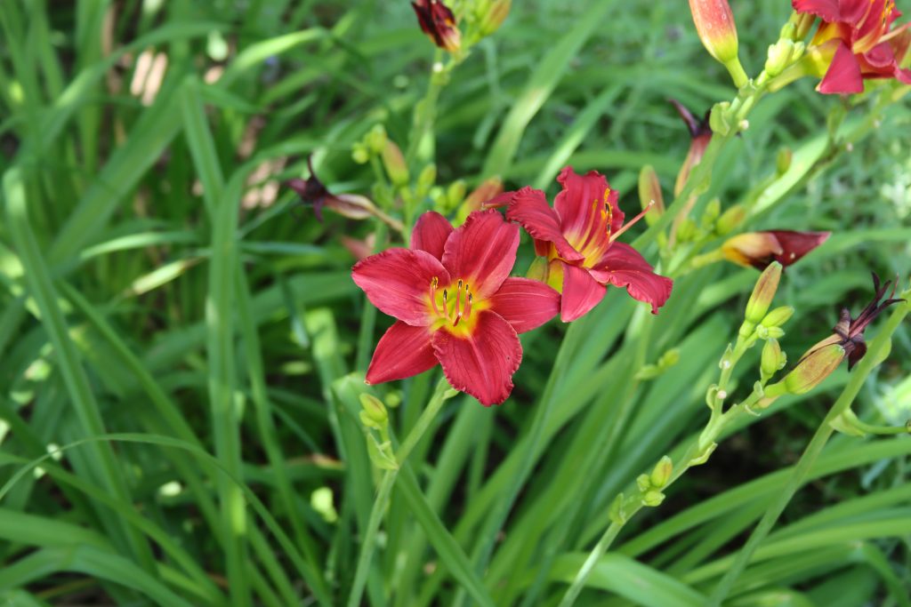 Pianta perenne di Hemerocallis dai fiori incantevoli, ideale per il giardino

