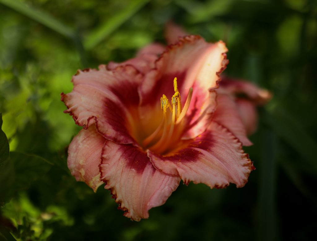 Hemerocallis: le piante perenni perfette per giardini facili da mantenere 