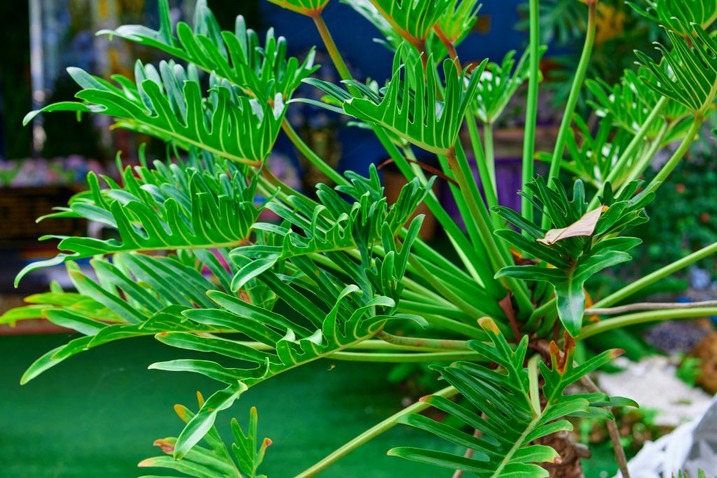 Come coltivare il Philodendron xanadu