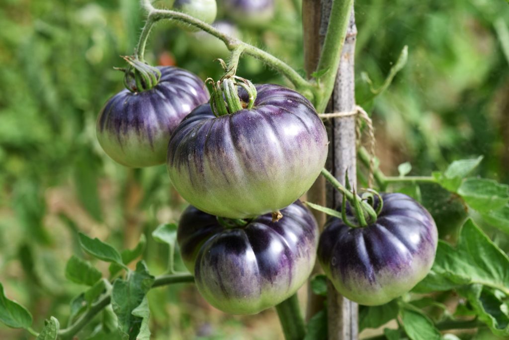 Pomodori color melanzana: varietà originali e benefici per la salute