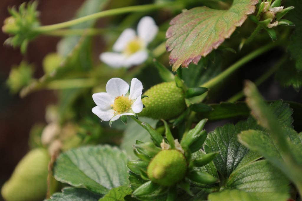 Fragole in vaso