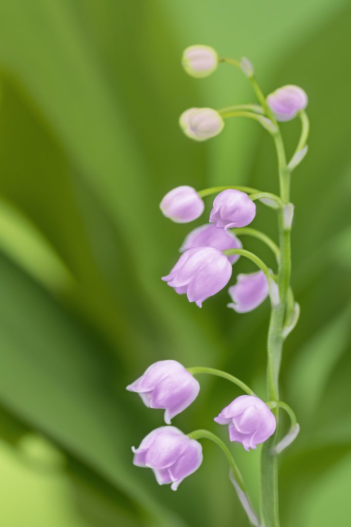 Convallaria majalis mughetto