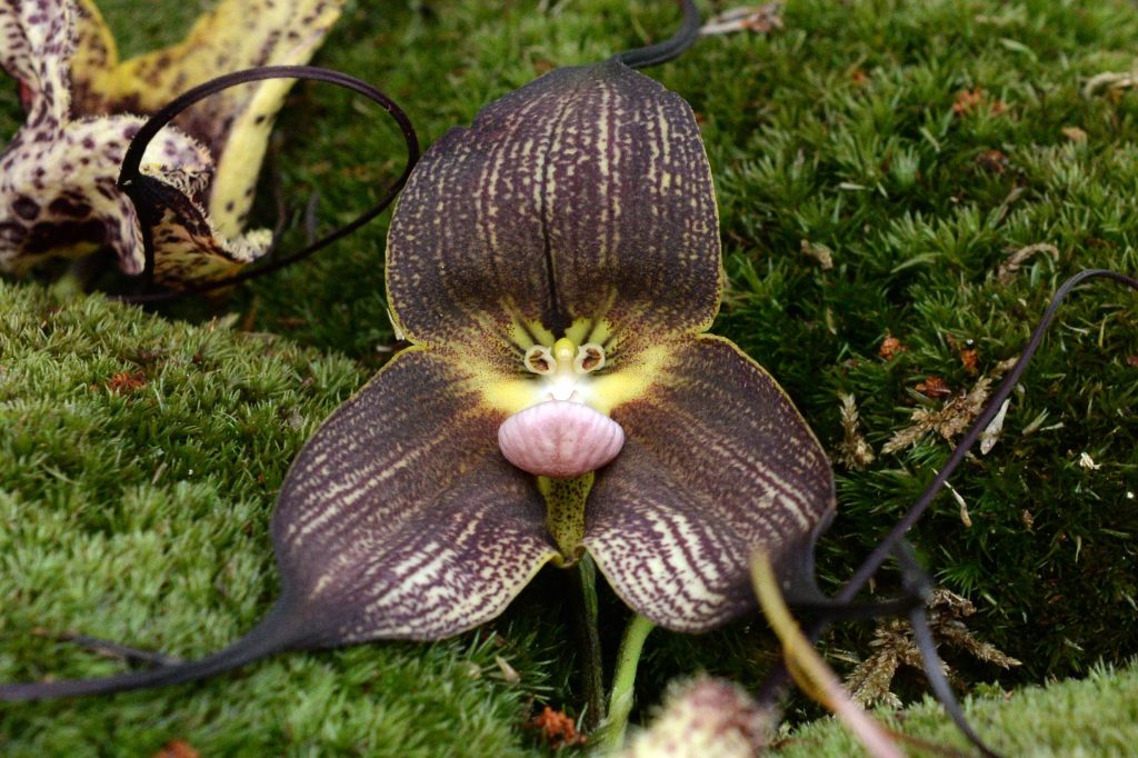 Dracula: l'orchidea rara per collezionisti da coltivare in casa 