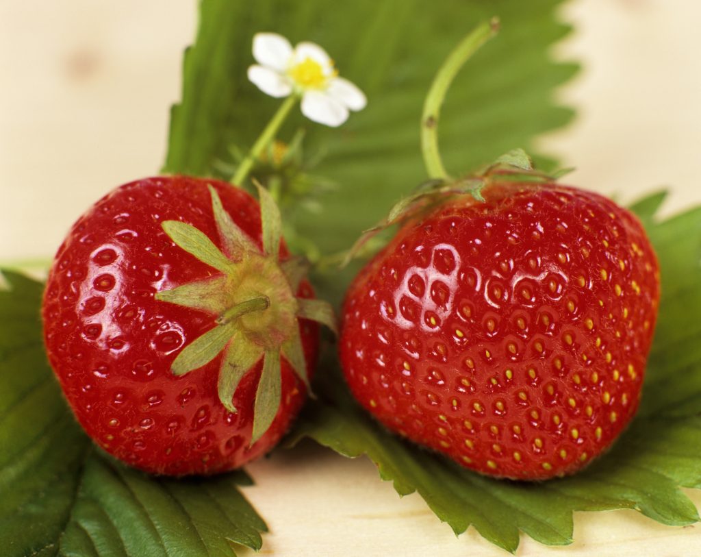 come coltivare fragole dolci
