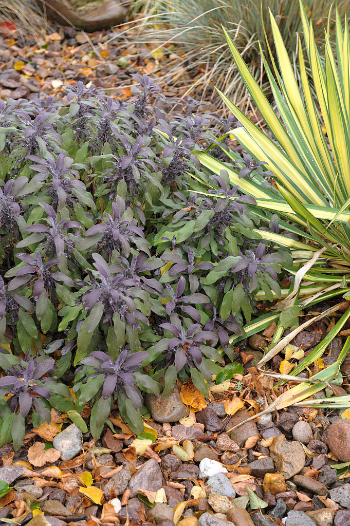 Coltivare la salvia officinalis in vaso