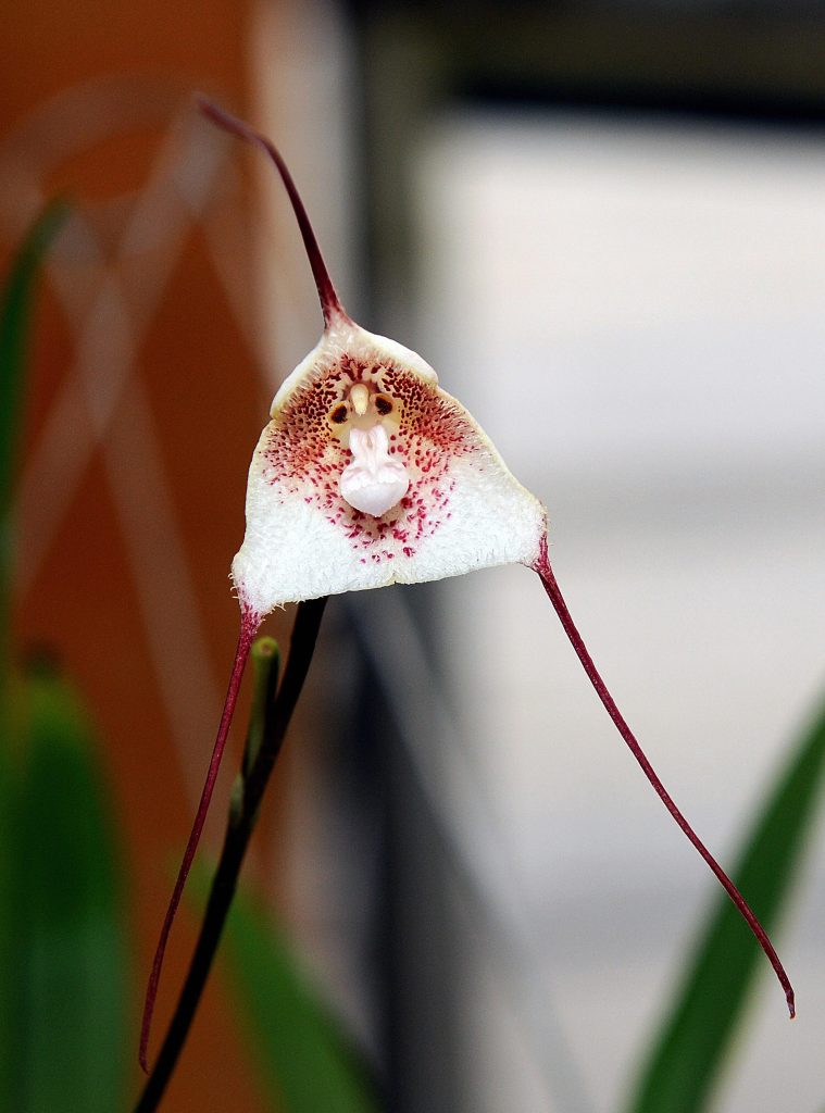 Come coltivare l'orchidea Dracula