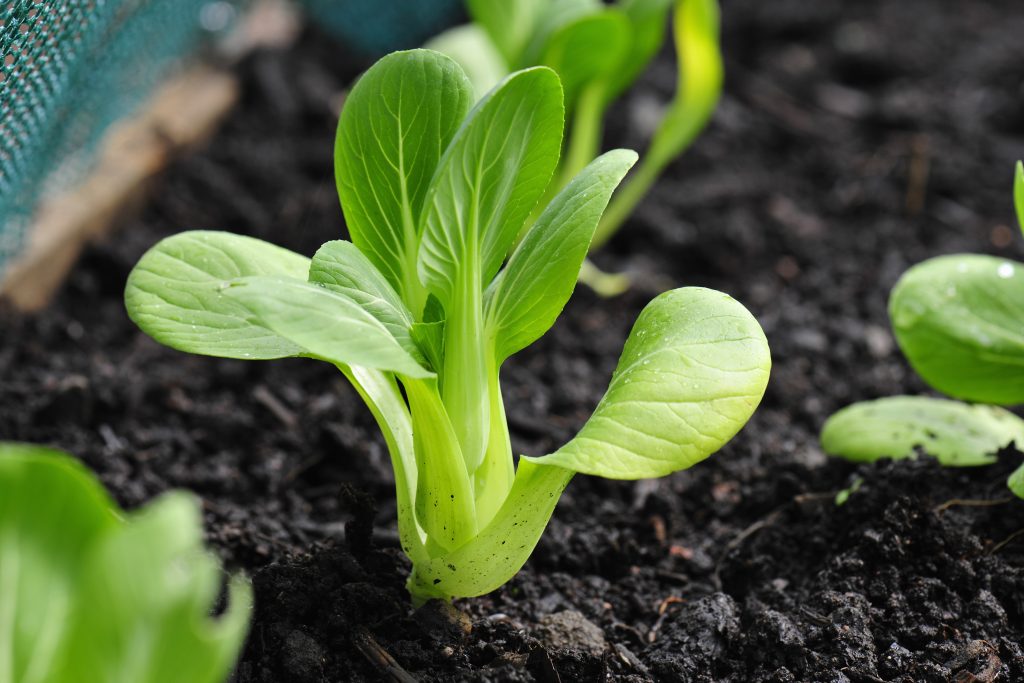 Cavolo cinese Pak Choi Bok Choy: coltivazione