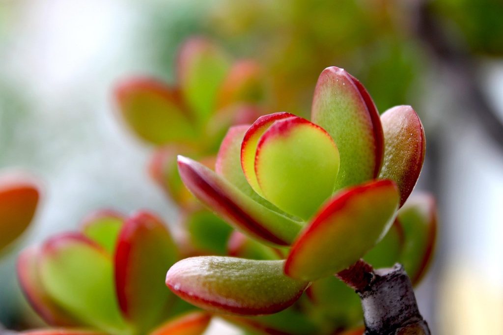 Coltivare la Crassula ovata