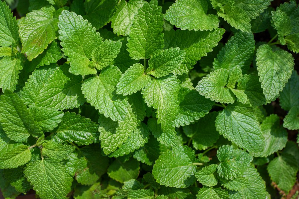 Tecniche semplici per coltivare tante varietà di menta in vaso