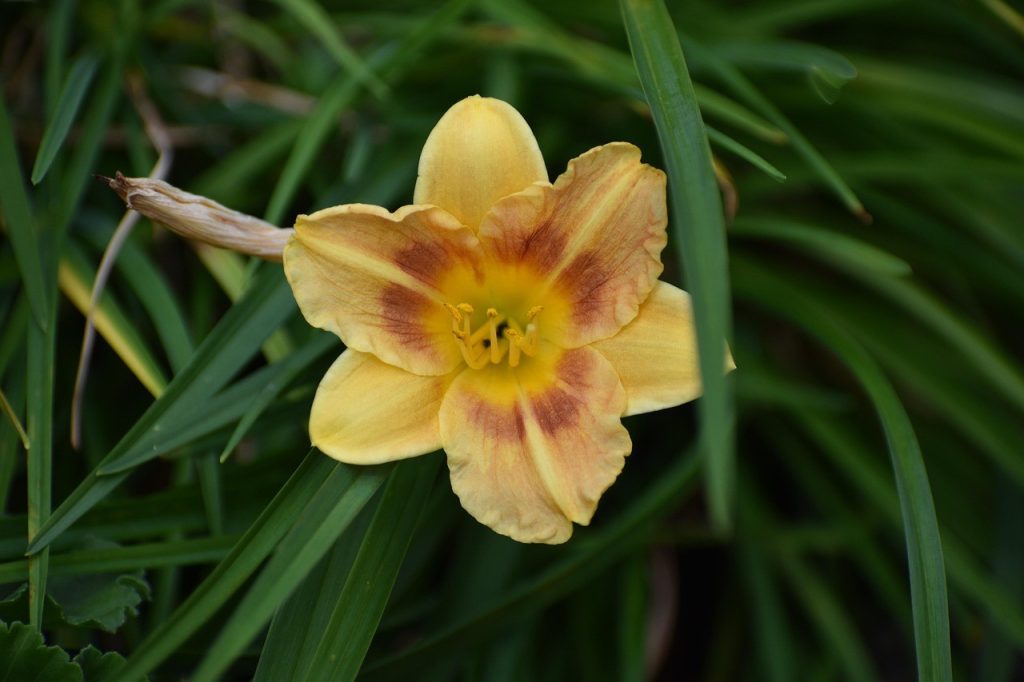 Come coltivare le Hemerocallis