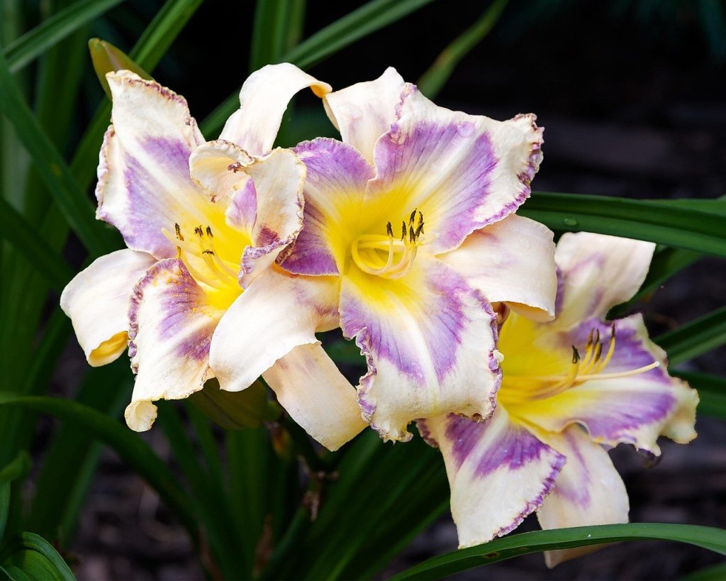 Hemerocallis: fiori perenni da giardino con colori vivaci