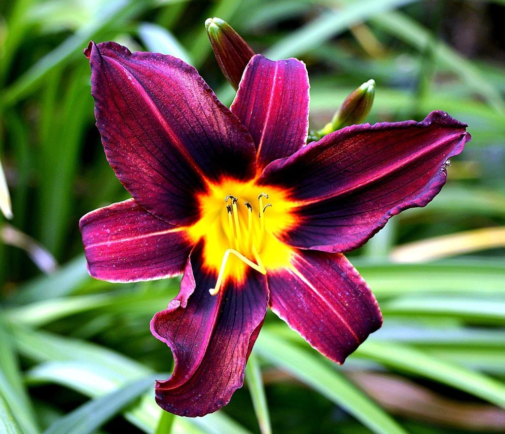 Dettaglio dei petali vellutati di Hemerocallis, fiori perenni da giardino dai colori vivaci.