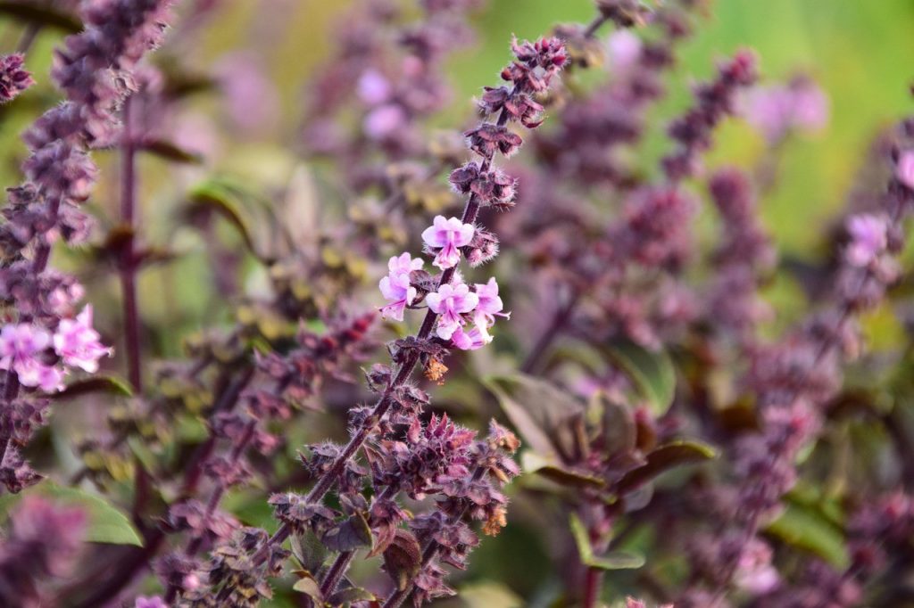 menta con fiori rosa