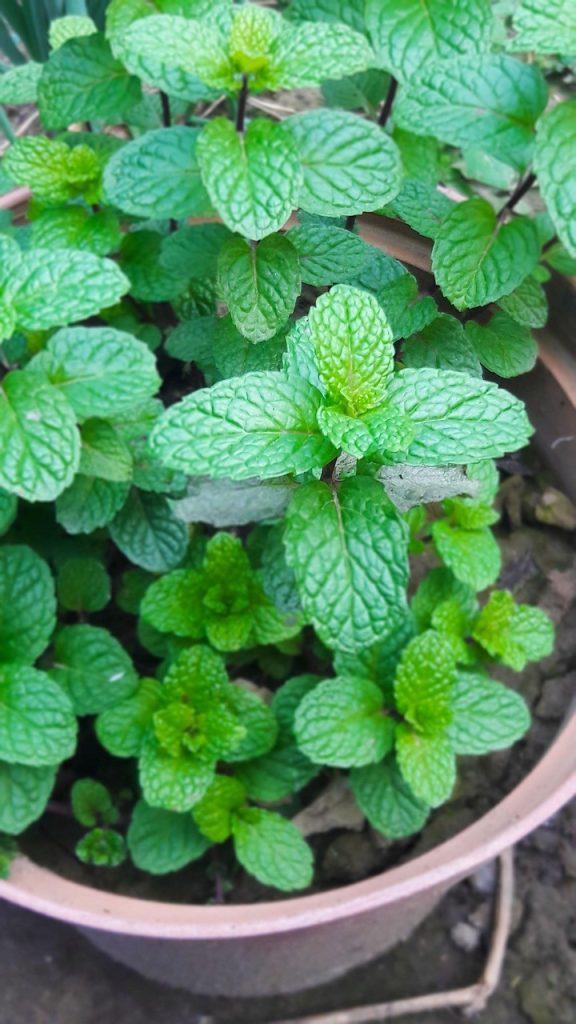 Guida pratica per coltivare la menta (Mentha) in vaso