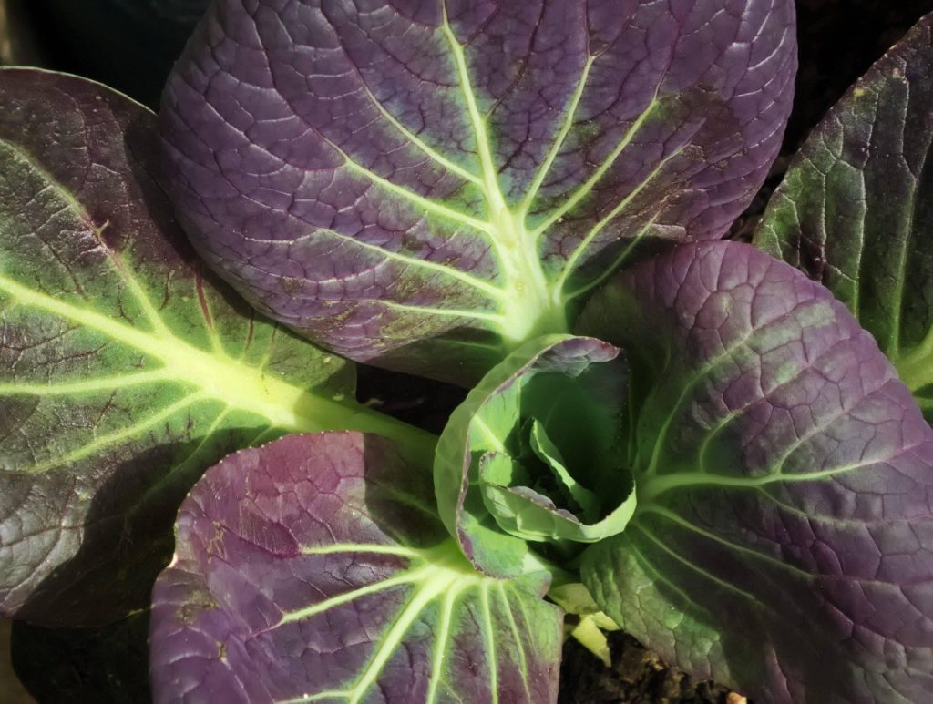 Pak Choi consigli pratici per coltivarlo 