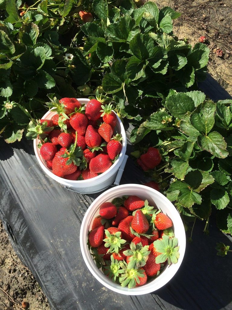 Coltivare le  fragole