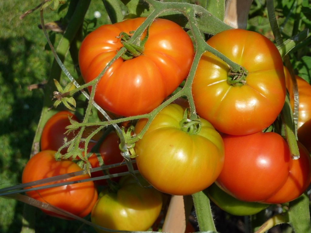 coltivare pomodori nell’orto