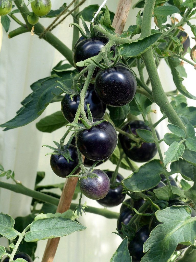 Pomodori colorati per l’orto: il fascino del nero e i suoi benefici