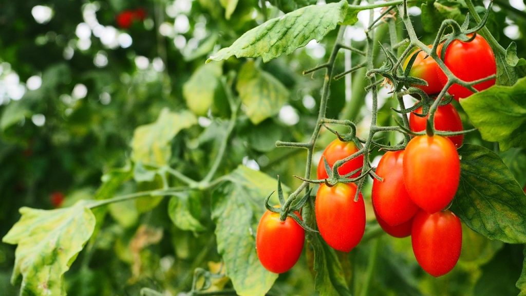 coltivare pomodori nell’orto