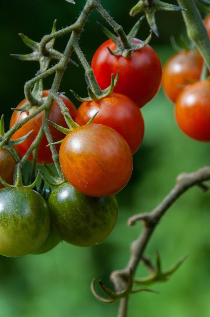Pomodori antichi e colorati pronti per il consumo o la conservazione