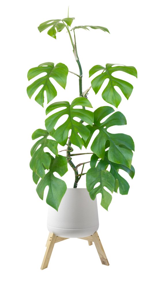 Come coltivare la Rhaphidophora decursiva