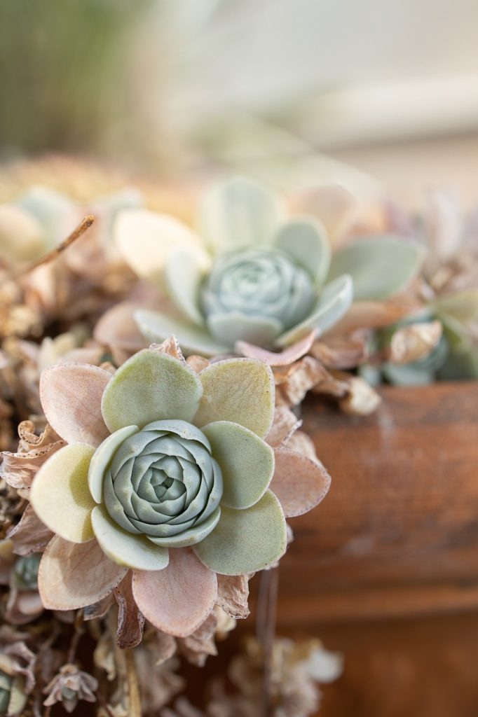 piante da interno senza stress gardenia